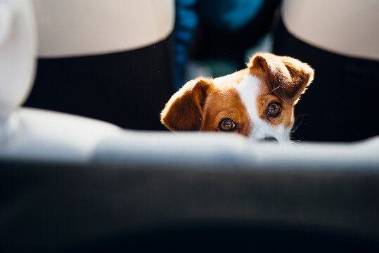 Watching dog
