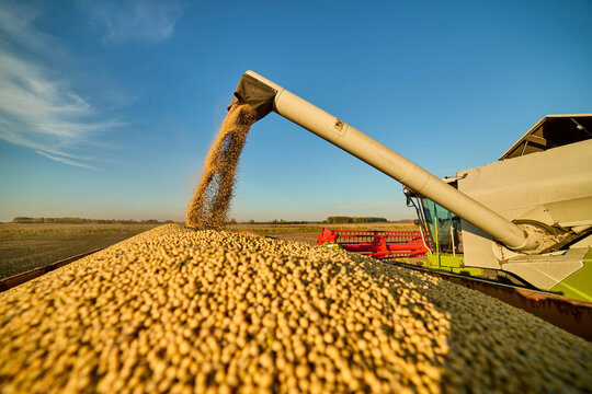 Combine harvester unloading harvested soybeans in field at sunset