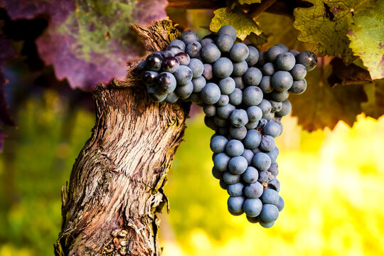 Red grapes hanging from vine