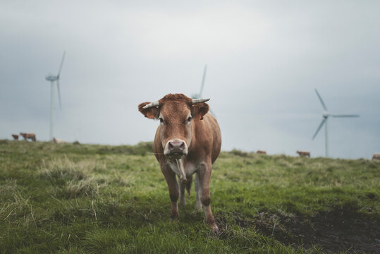 Spain, Ortigueira, portrait of cow on pasture with wind turbines in the background