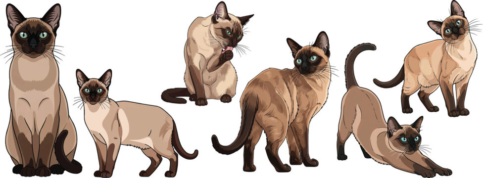 Tonkinese cat sitting standing looking back grooming stretching pose