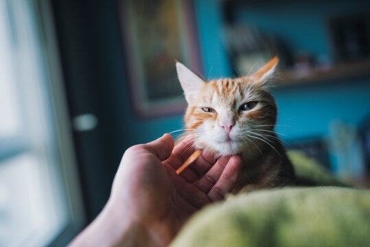 Hand of man stroking tabby cat