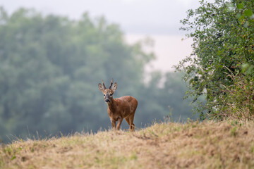 Roe deer in a field in England © Mark Hunter