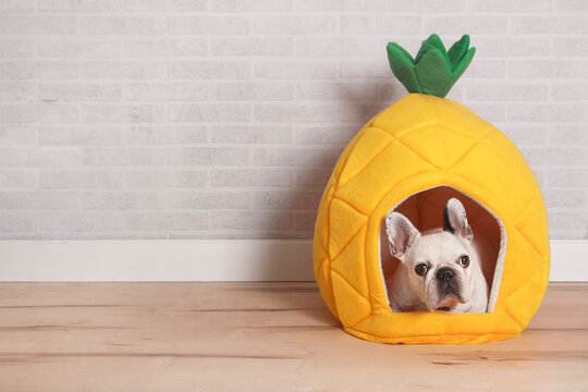 French bulldog lying in his bed shaped like pineapple