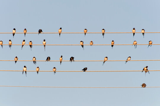 Germany, Unteruhldingen, Flock of barn swallows on power lines