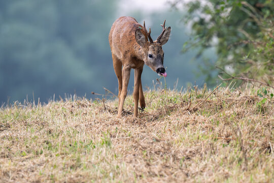 Roe deer in a field in England