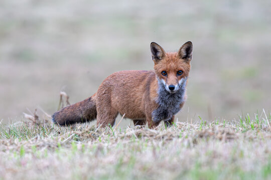 Red Fox on a frosty morning in England