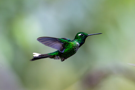 Booted Racket-tail Hummingbird in Ecuador