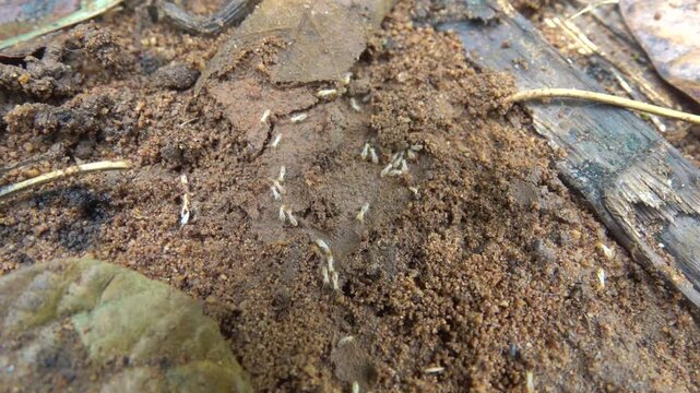 White Working termites in Thai mountain forests. The remains of a destroyed wooden hut