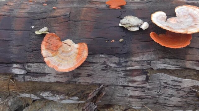 Colorful tinder mushrooms in the coastal forest of Thailand.