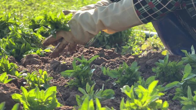 Working hands place basil seedlings into prepared ground while aligning plants across structured rows inside a cultivated vegetable growing area outdoors. Field planting.