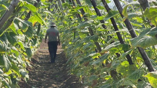 A farmer walks between dense rows of climbing luffa plants supported by bamboo structures while inspecting vegetation inside a plantation corridor. Farmer activity.