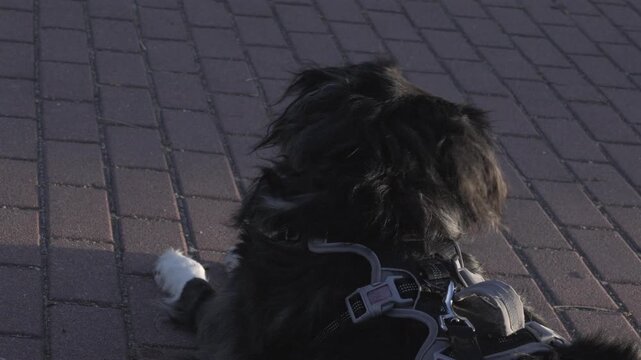 Calm black and white border collie service dog with a professional harness sitting patiently on a brick sidewalk during a sunny day