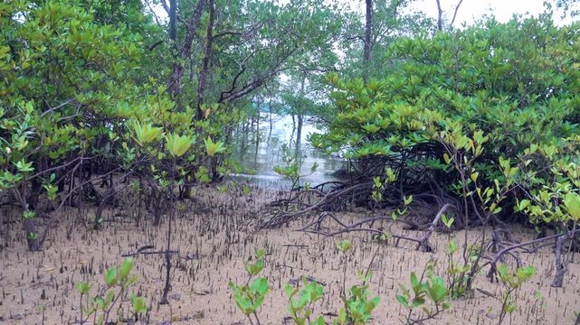 Mangroves on the coast of the Andaman Sea. Thailand. Pay attention to the aerial pneumatophore roots