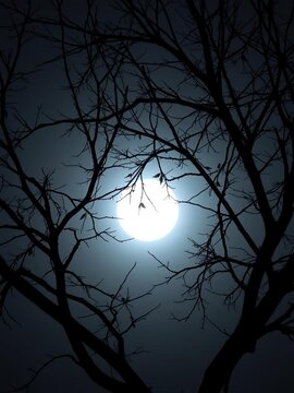 Leafless branches of a deciduous tree create a lace-like silhouette against a pale moonlit night,  moonlit,  landscape