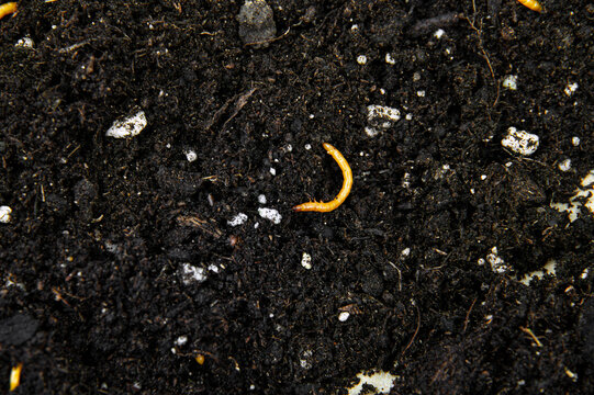 Orange-colored wireworms are the larvae of click beetles. They live in home garden beds and damage crops by eating the roots, seeds, and stems of vegetable plants. Underground garden pest.