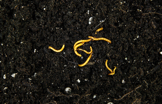 Orange-colored wireworms are the larvae of click beetles. They live in home garden beds and damage crops by eating the roots, seeds, and stems of vegetable plants. Underground garden pest.
