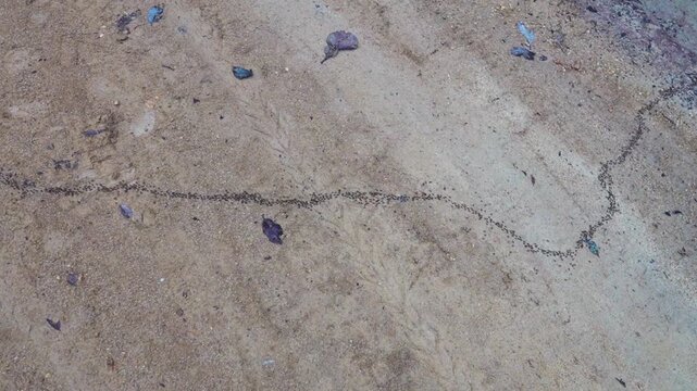 A column of Hospitalitermes termites moves through forest. Insects, cross a dirt road along the path of wood destruction (including timber houses).Thailand rainforest.