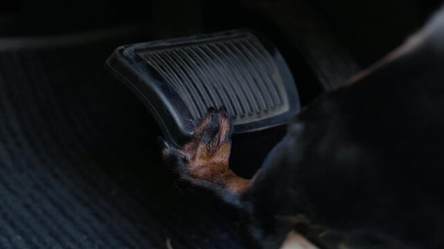 Small black dog reaching paw onto dark car gas pedal inside vehicle interior, funny pet driver humor concept, automotive scene.