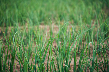 Obraz premium Green onions growing in a field cultivating fresh organic vegetables for healthy eating and agriculture