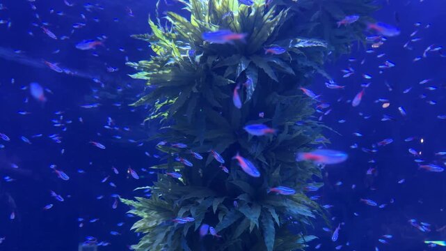 Neon tetra Paracheirodon innesi swimming around Microsorum pteropus aquatic plants in freshwater aquarium. Amazon Basin