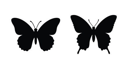 Two black butterfly silhouettes with detailed wings against a white background silhouette © Mama