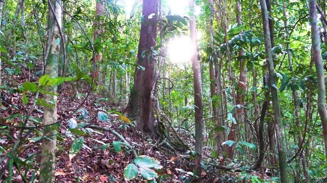 Tropical evergreen forests on the coast of the Andaman Sea. Thailand
