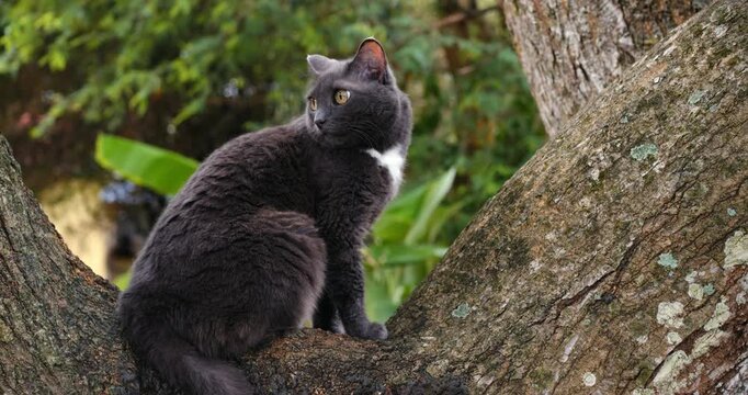 Sly feline perched on sturdy oak branch. Watchful grey feline seated on branch amidst lush foliage. Vigilant grey cat resting on oak limb surrounded by tropical greenery and soft sunlight