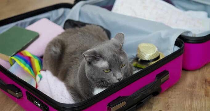 Quiet feline rests among belongings. Peaceful cat nestled in travel bag surrounded by clothing. Relaxed cat taking nap inside suitcase amid folded clothes and straw hat in cozy room setting