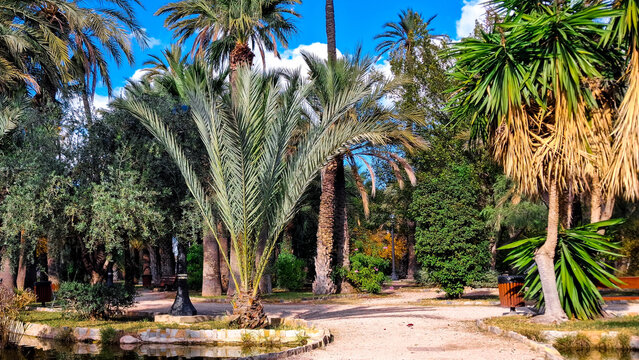 Palm Grove in Elche. It is dominated by date palms.