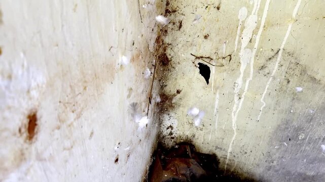 Scattered Pigeon Feathers Tangled in Cobweb Depicting Abandoned Space, Urban Wildlife Remains, Dusty Environment and Nature Decay Scene