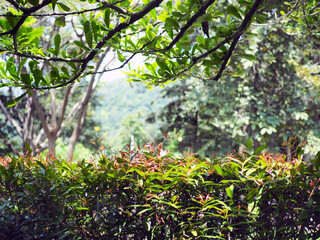 Fototapeta premium Beautiful green leaves on branches of high tall tree give shades over bush.