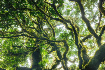 Fototapeta premium Low angle view of lush green mossy branches in a mystical ancient laurel forest during a foggy day, Madeira, Fanal forest