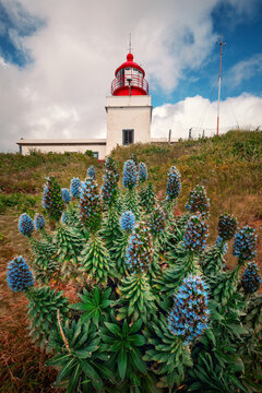 Ponta do Pargo lighthouse with blooming Pride of Madeira flowers in the foreground under a cloudy sky Portugal