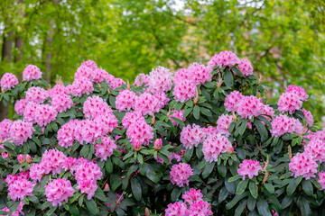 Obraz premium Selective focus of purple pink flowers with green leaves, President Roosevelt is a popular cultivar of Rhododendron, A large genus of species of woody plants in the heath family, Natural background.