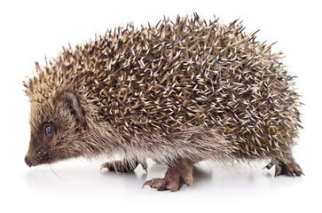 Little Hedgehog Isolated on White Background © Anatolii