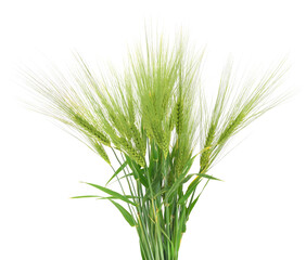 Fototapeta premium Green Barley Ears Isolated on White Background