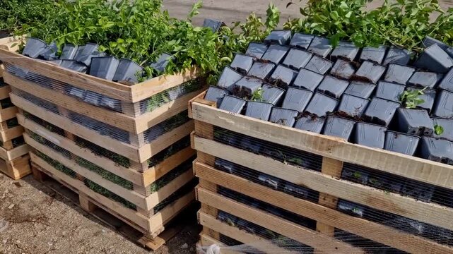 wooden nursery crate pallet packed full of small plants in individual square plastic starter pots p9 ​inside