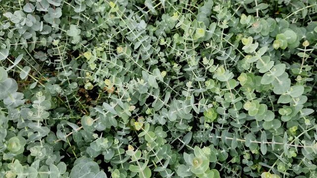evergreen tree reaching approximately 4m in height with round grey-green leaves white flowers It releases aromatic substances beneficial for respiratory system repels insects. outdoors it requires she