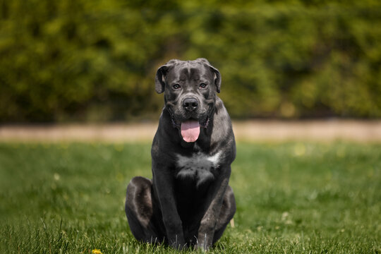 Black dog sits calmly on grassy field