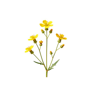 Smooth hawksbeard botanical illustration with yellow flowers on a white background