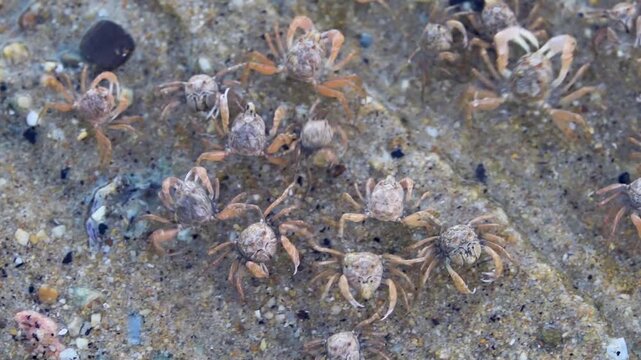 On seashore Sand bubbler crab Dotilla myctiroides or Scopimera run out in columns into low tide zone for feeding, digging hole eat sandy-silty soil, digest organic matter. South China Sea