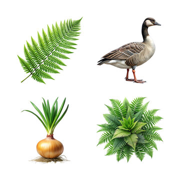 Botanical and zoological illustration collection ferns goose onion and aloe isolated