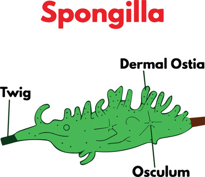 "Illustration of Spongilla with Labeled Anatomy, Including Twig, Dermal Ostia, and Osculum"