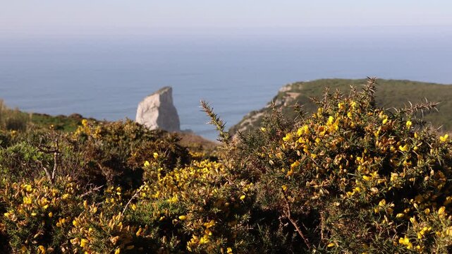 Yellow flowers blooming at scenic Ursa Beach in Portugal
