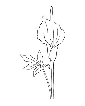 Arum lily flower detailed outline drawing element