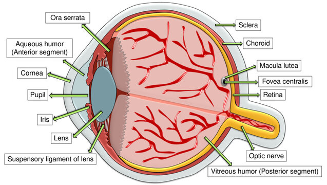 Human Eye Anatomy Cross Section Diagram with Labelled Parts