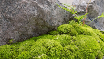 Fern moss (Thuidium delicatulum) is a soft, carpet-like plant that adds an enchanting, earthy charm to gardens. © Theerawan