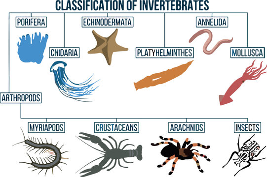 Classification of Invertebrates Diagram with Animal Groups for Educational, Biology, and Science Design Projects