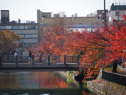 Beautiful colorful autumn foliage reflecting on the peaceful water surface of Lake Biwa Canal in the historic Okazaki district, Kyoto.